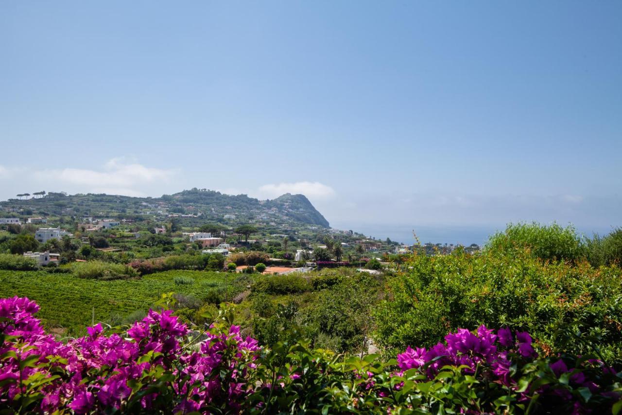Villetta Con Giardino Esclusivo Di 1000 Mq, Piscina, Tennis, Calcio, Bocce Forio di Ischia Exterior foto